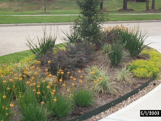 Bayside Landscape Services - Frequently Used Plants Portfolio - Houston ...